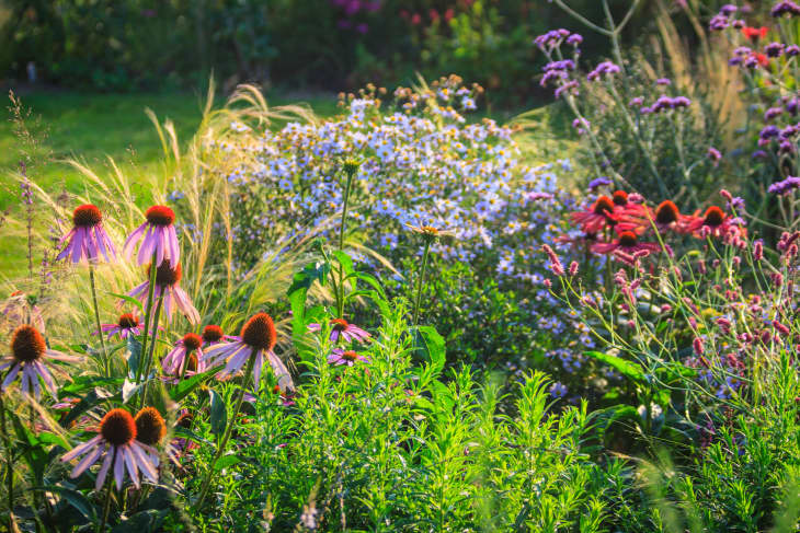 Garden with with grasses and various perennial flowers