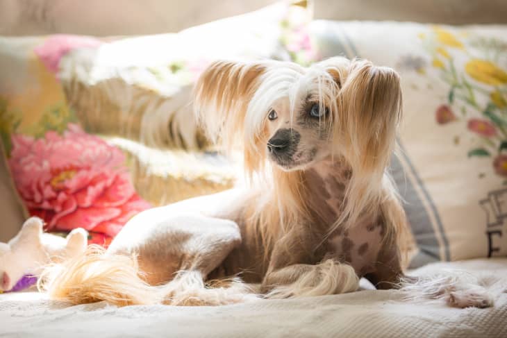 Chinese Crested Dog Laying on the Couch