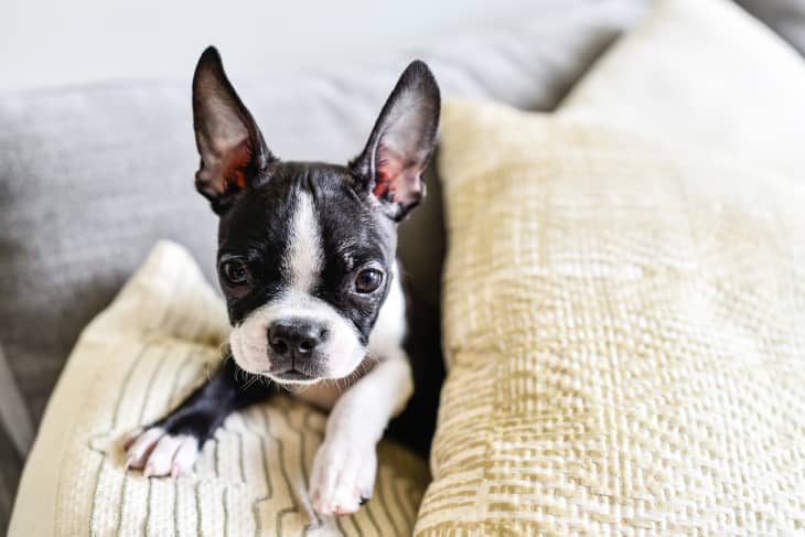 Boston Terrier Puppy with Big Ears Indoors on Couch with Pillows