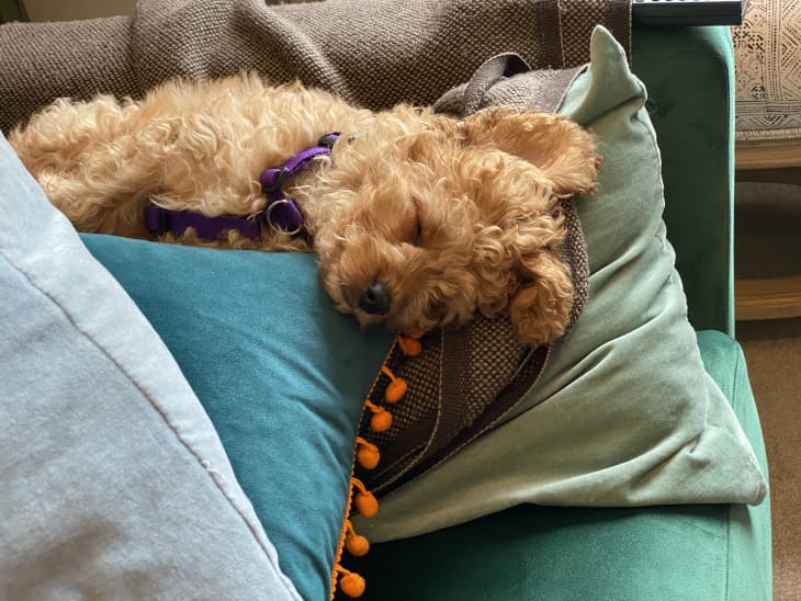 Sleeping puppy, Cavapoo resting at home during lockdown, cute young dog resting on pile of cushions in UK July 2020