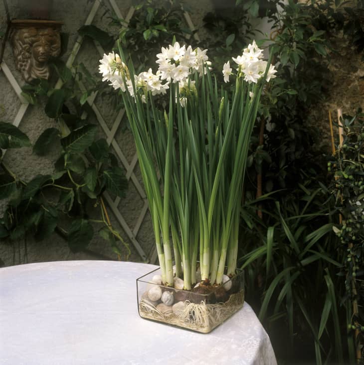 How to Grow Paperwhite Flowers Forcing Paperwhite Bulbs