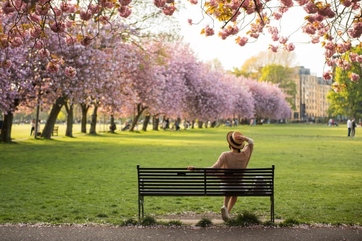 An woman holds her hat while sitting on a  black metallic bench overlooking pink Cherry Blossom trees in a sunny Spring day in the Meadows Park, Edinburgh, Scotland, UK