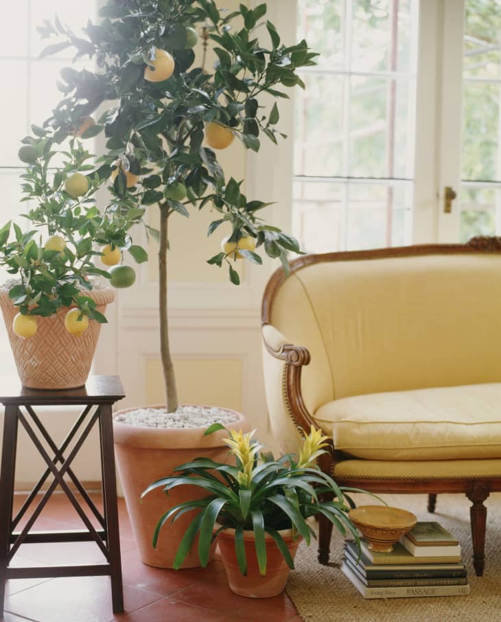 Lemon tree in a living room