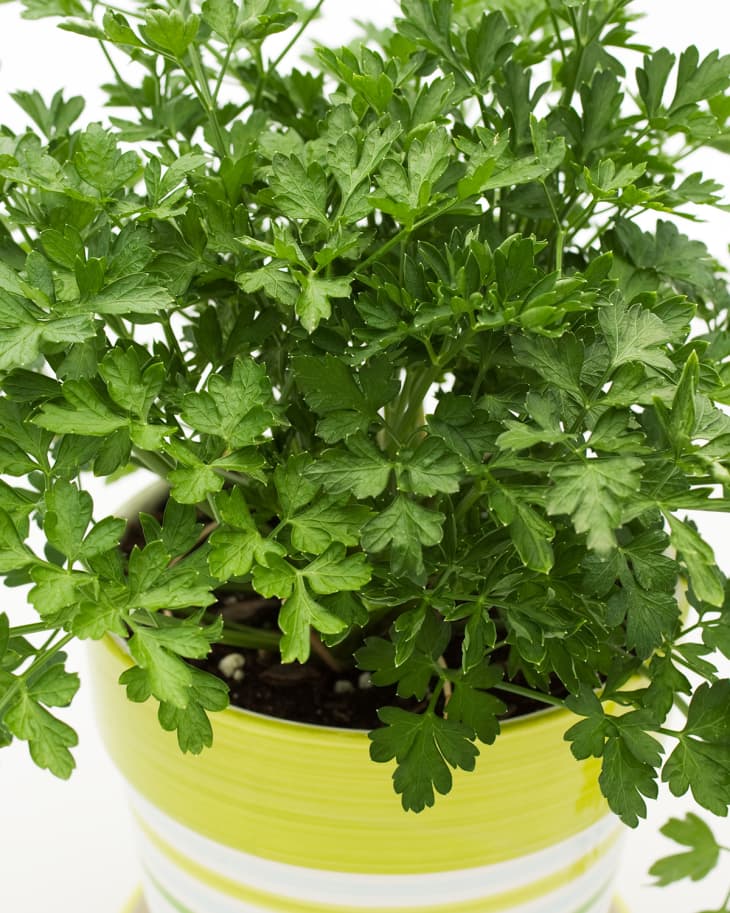 Potted parsley plant