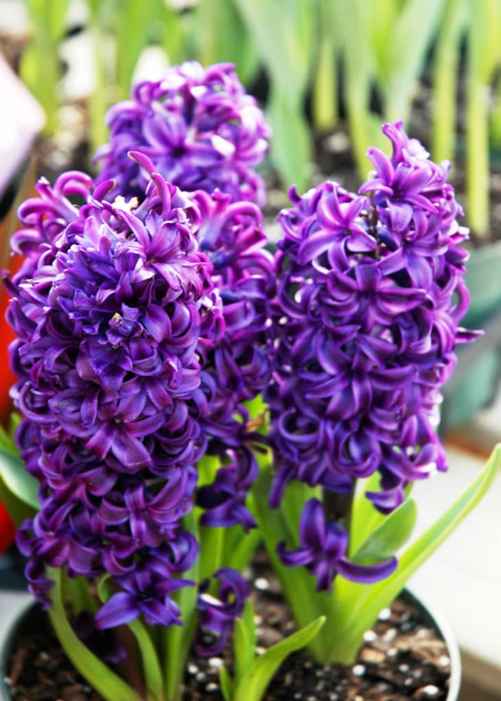 Purple Hyacinth flowers