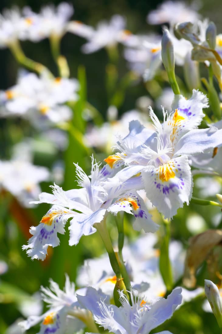 Dwarf crested iris flowers