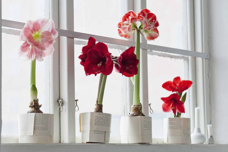 Various types of amaryllis plants/flowers on windowsill