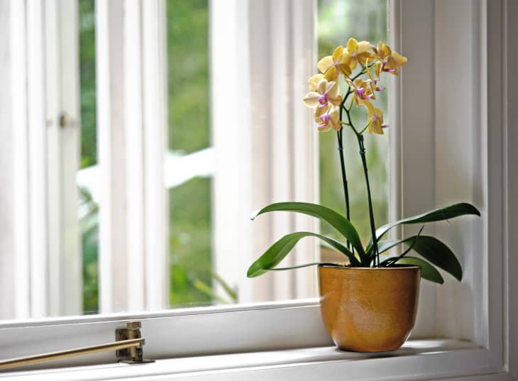 Yellow Orchid in a yellow vase by the window.