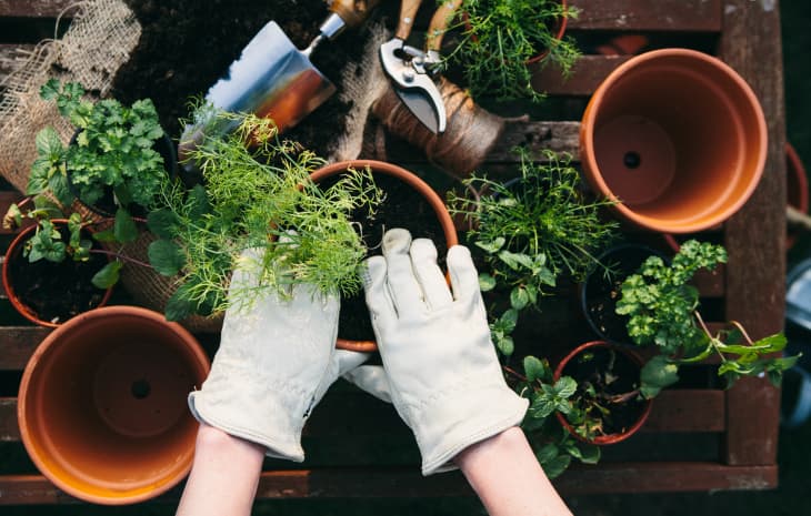 Planting Spring Herbs Into Terracotta Pots