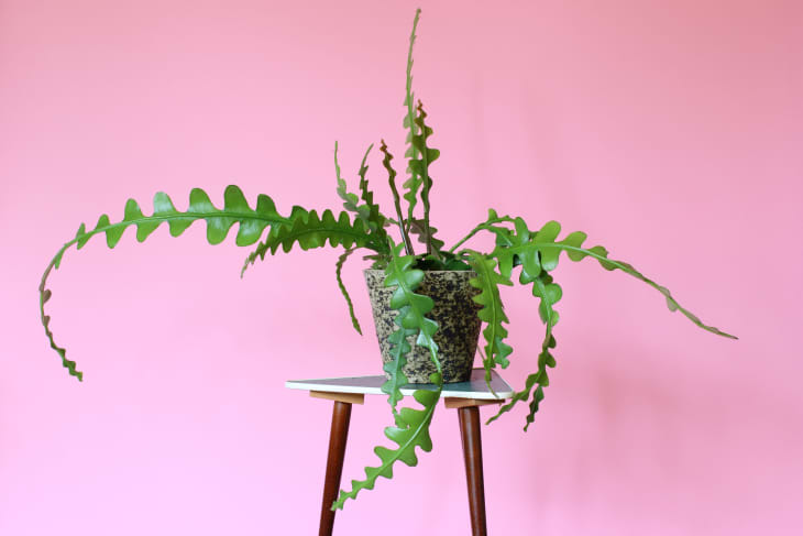 Epiphyllum Anguliger Hanging Cactus Plant