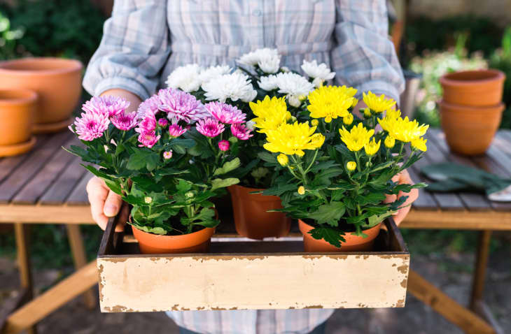 Woman Holding Chrysanthemums Ready For Planting