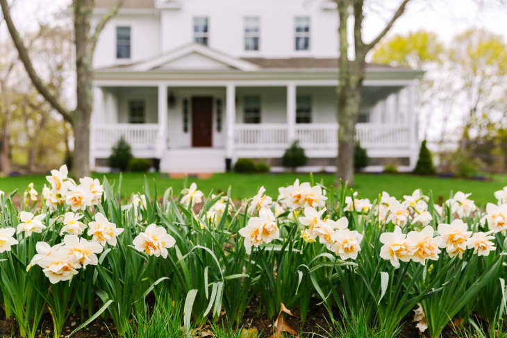 Daffodils in front of a white house