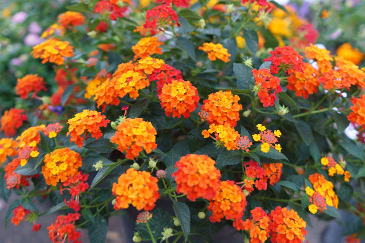 Beautiful of Spanish Flag (Lantana camara or Phakakrong ) with orange color. It is a species of flowering plant in the verbena family and it's a favorite species for butterflies.