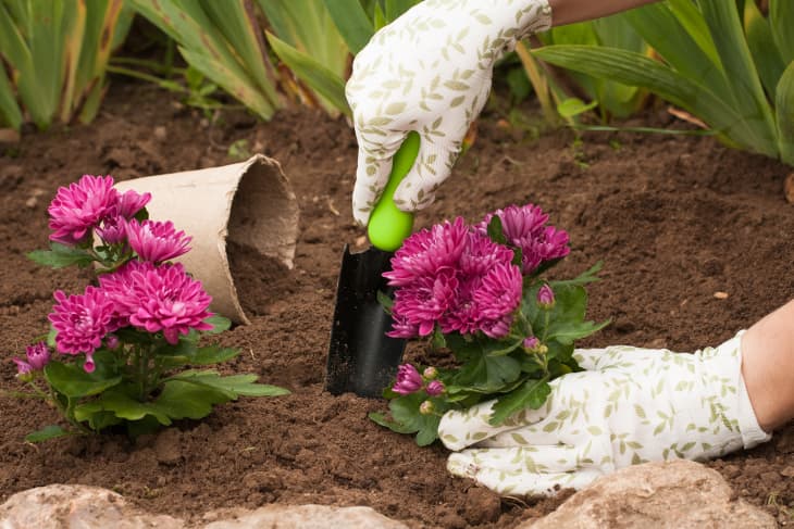 Planting Chrysanthemums, wearing gloves and holding a garden spade
