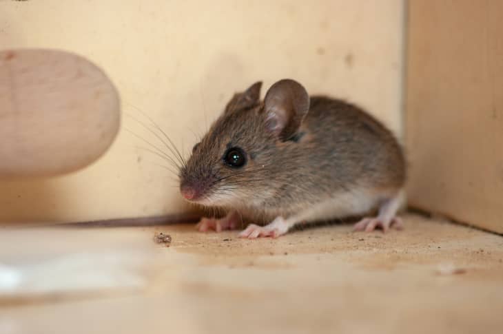 House mouse in the corner of the cupboard.