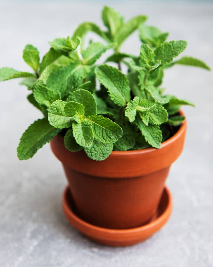Mint plant in a terracotta pot