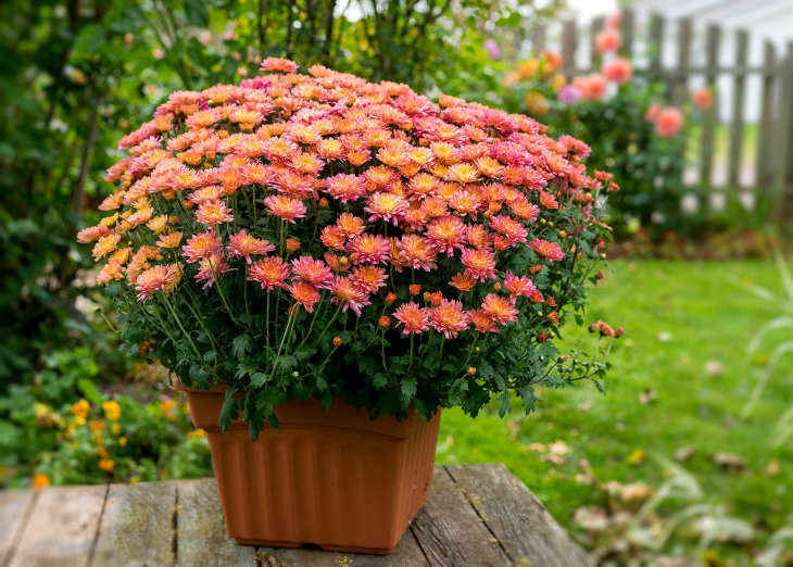 Potted chrysanthemum plant in a back yard