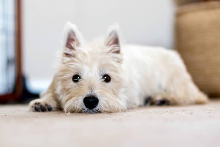West highland terrier sitting on the floor