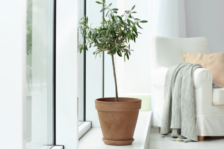 Potted olive tree in a living room