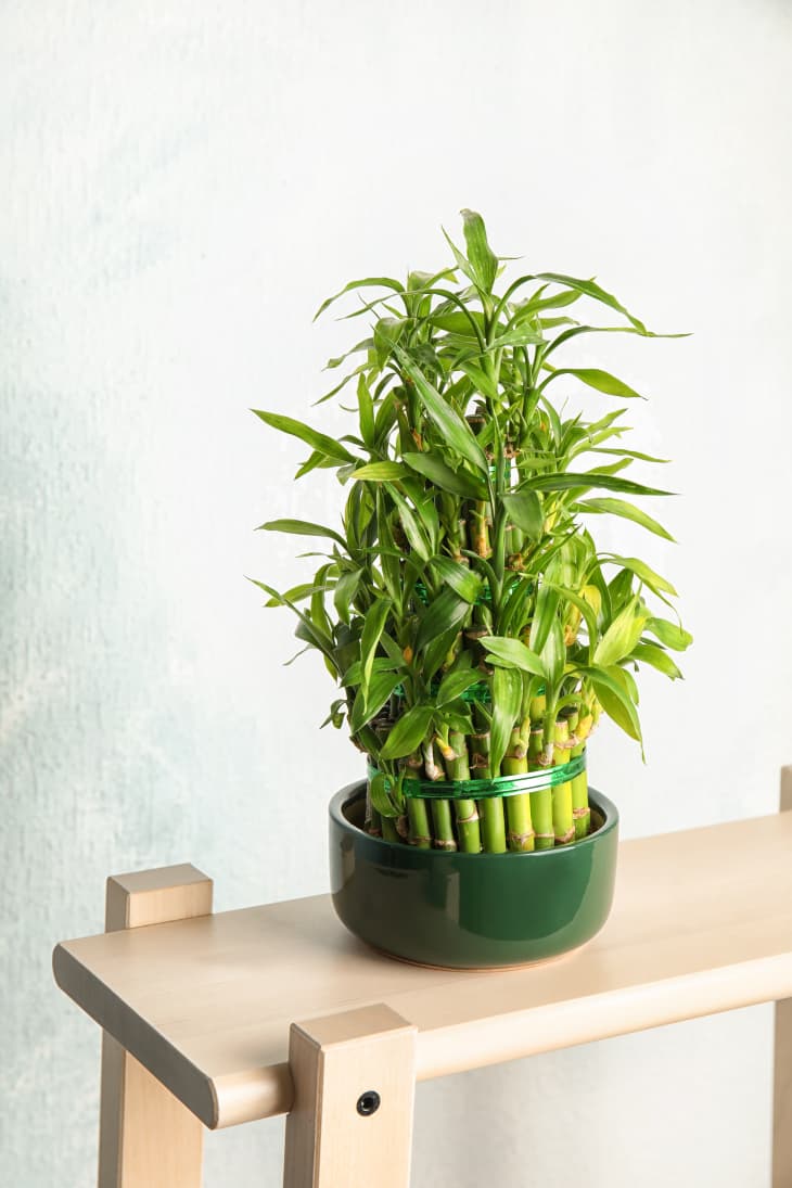 Bamboo plant