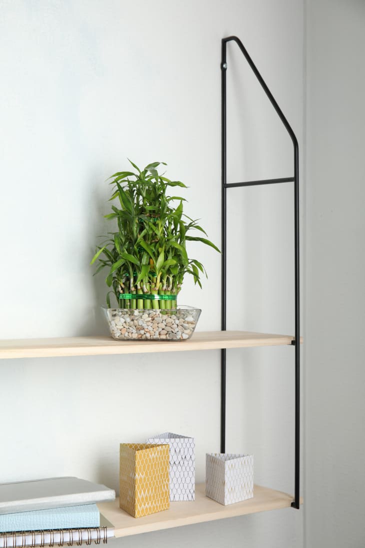 Bamboo plant on bookshelf