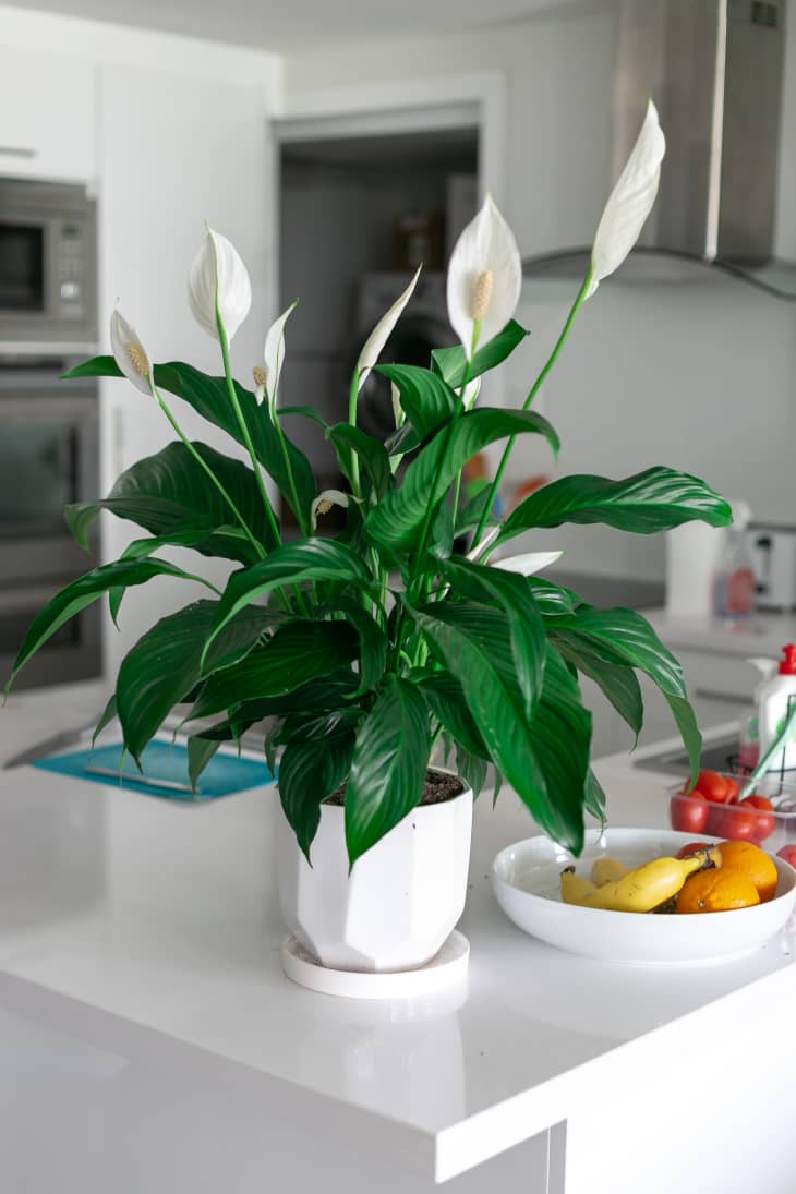 lowes fiddle leaf fig Ficus Lyrata Bush Form, Fiddle Leaf Fig Tree main image 0