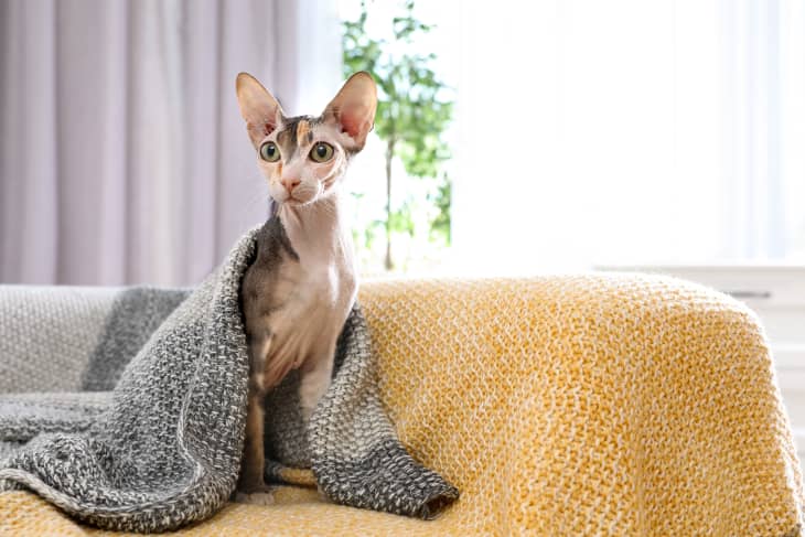 斯芬克斯猫在毯子下在家里的沙发上