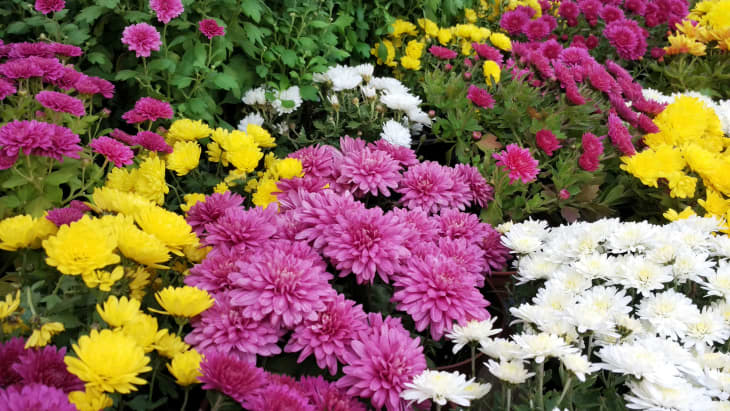 Beautiful Wallpaper of different chrysanthemum flowers. Nature Autumn Floral background. Chrysanthemums blossom season. Many Chrysanthemum flowers growing in pots for sale in florist's shop