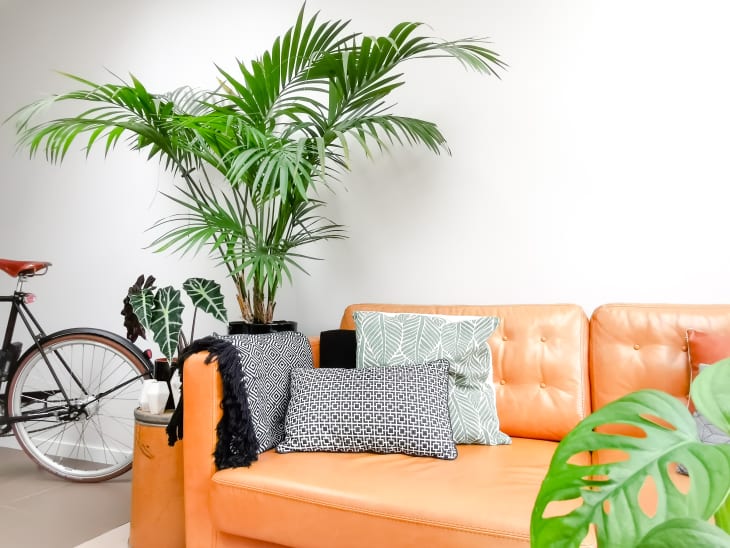 kentia palm in a living room