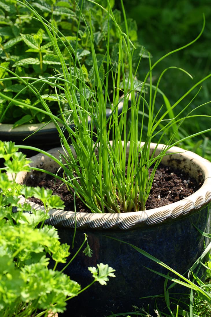 Chives growing in a pot in a garden