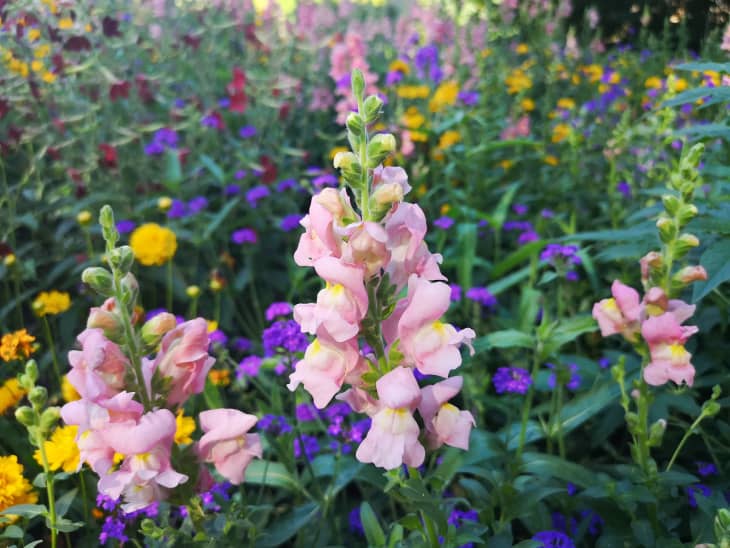Snapdragon flowers in a garden