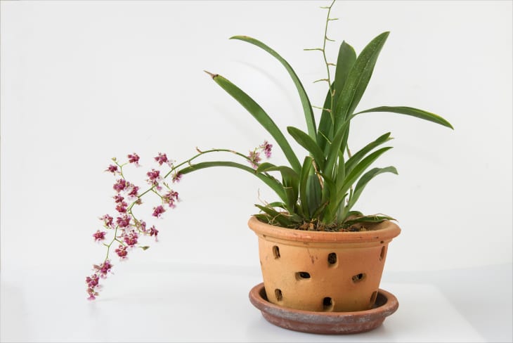 A pot of fresh flowering orchid plant. Isolated on white background.