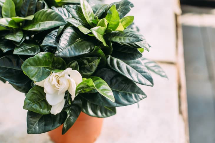 6 Fragrant Houseplants | Apartment Therapy