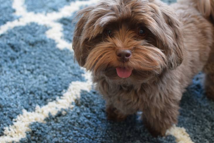 chocolate Havanese puppy with tongue sticking out on a blue and white striped rug