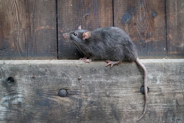 wild brown norway rat, rattus norvegicus, sitting on a board in a wooden wall