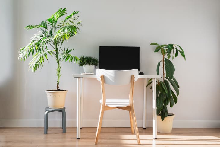 Minimalist home working space with green plants