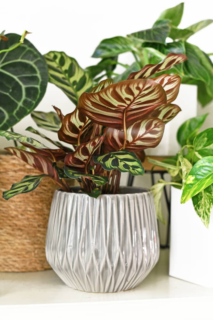Calathea Plant Care How to Grow & Maintain Calathea