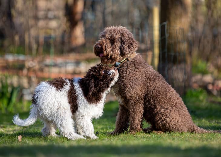 Puppy dog is getting to know an adult dog outdoors. The dog breeds are Lagotto Romagnolo.