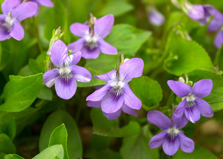Growing wild common violet plant (wood violet, viola odorata, dog wild violet, viola hirta, viola sororia, sweet violet, Queen Charlotte flower).