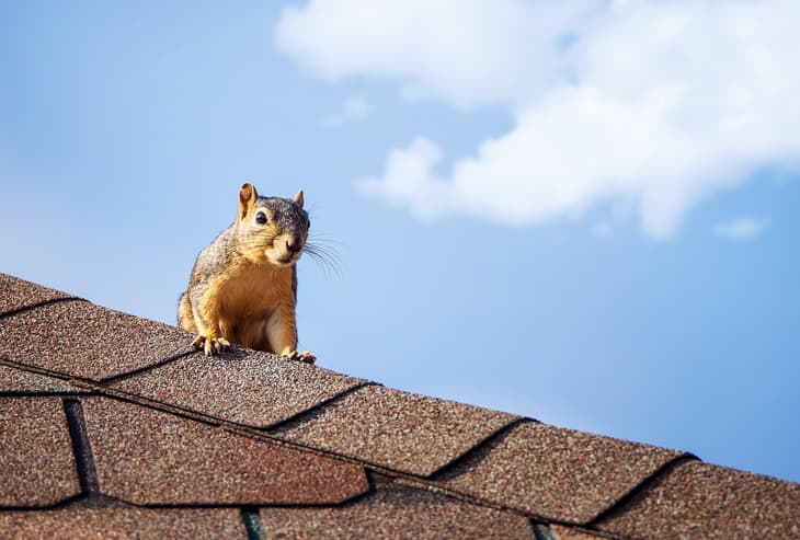 Squirrel on the roof top.