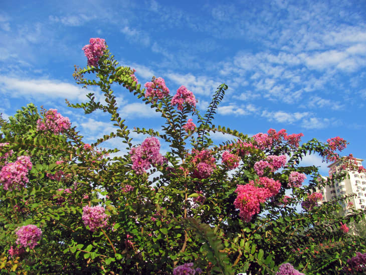 Selective focus on blooming purple pink crape myrtle flower (Lagerstroemia, queen's flower) shrub, with long stems and green leaves, on blue sky with clouds background under sunshine in summer