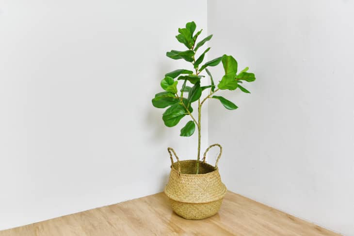 Artificial plant, Fiddle leaf fig tree on room corner, Indoor tropical houseplant for home and living room interior..