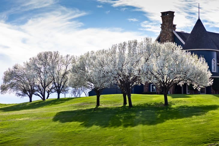 Beautiful flowering Bradford pear trees in springtime in Texas