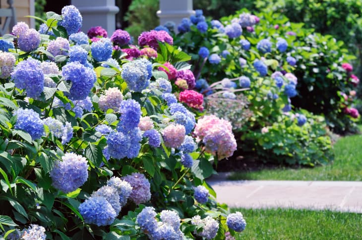 Landscaped Yard with Hydrangeas