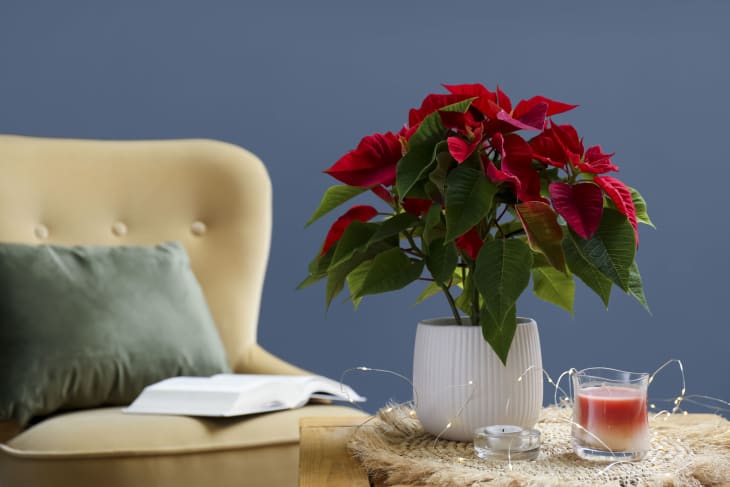 Beautiful Poinsettia, candles and garland on wooden table indoors, space for text. Interior elements