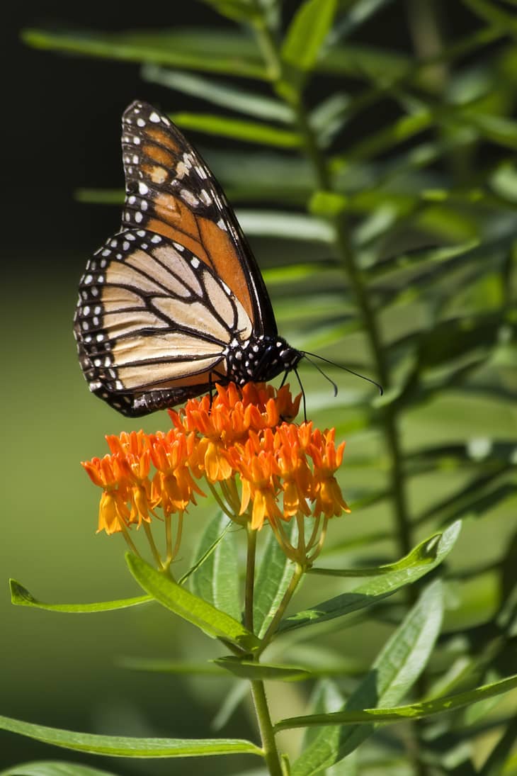 Monarch Butterfly on Orange Milkweed Plant