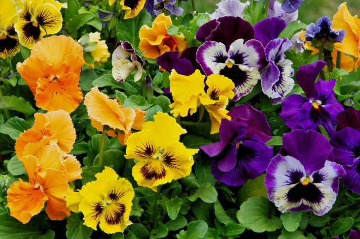 Cheerful arrangement of colorful pansy "faces". Closeup of vibrant pansy blossoms in a variety of colors, patterns, and shapes.