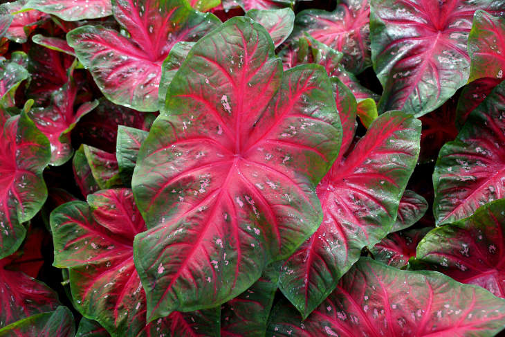 Beautiful red and green leaves of Rose Bud Caladium