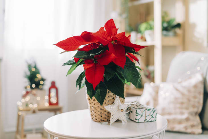 Beautiful poinsettia in wicker pot, gifts and space for text on blurred holiday decoration background. Traditional Christmas star flower