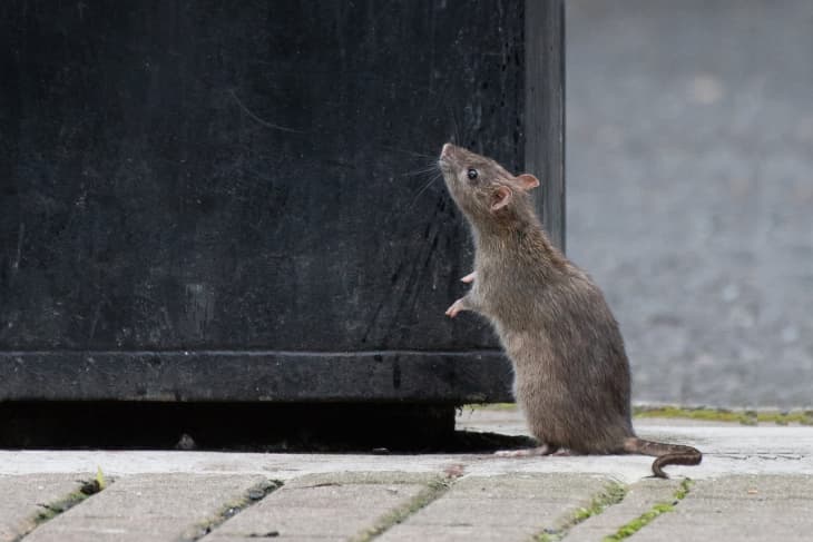 A cute rat stands on its hind legs looking up at the top of a city dumpster